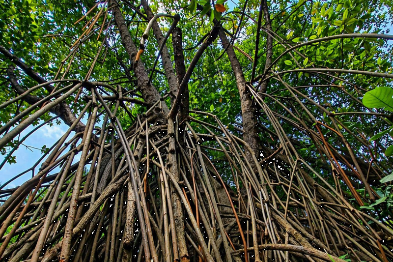 Mangroves tree at Mangrove Pantai Indah Kapuk