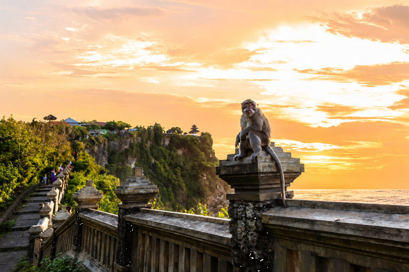 Monkey at Uluwatu Temple