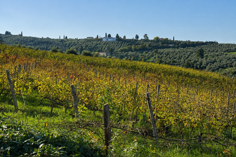 From Florence: Chianti E-Bike Morning Tour with Wine Tasting & Light Lunch