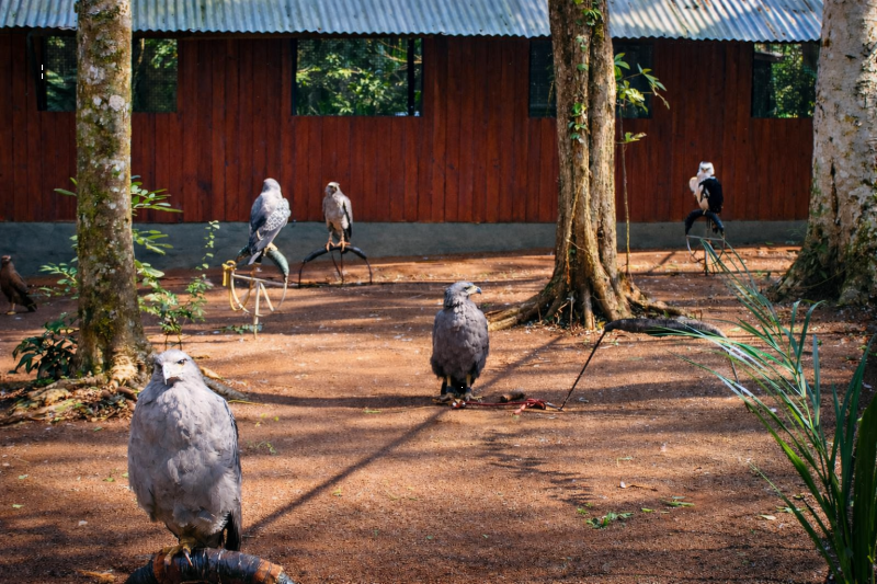 City Tour Iguazú: Nature, Culture and Views, from hotels in Foz de Iguaçu, Brazil