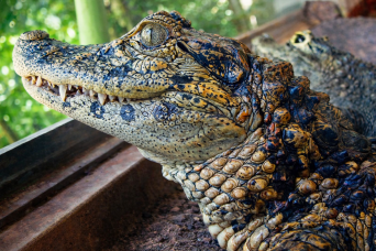 Explore natural diversity at the Iguazú Biocenter from hotels in Brazil