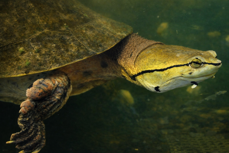 Explore natural diversity at the Iguazú Biocenter from hotels in Brazil