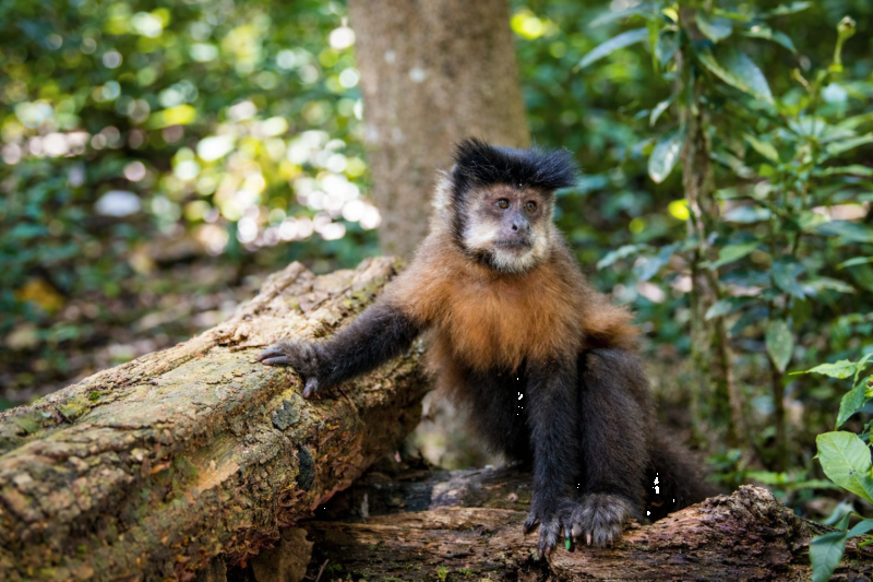 Iguazu: Argentine and Brazilian Falls, and Biocenter with Transfers