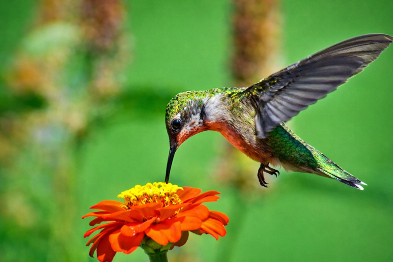 Iguazu: Argentine and Brazilian Falls, and Biocenter with Transfers