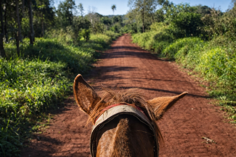 Explore the Jungle on Horseback: A Magical Horseback Riding in Iguazú
