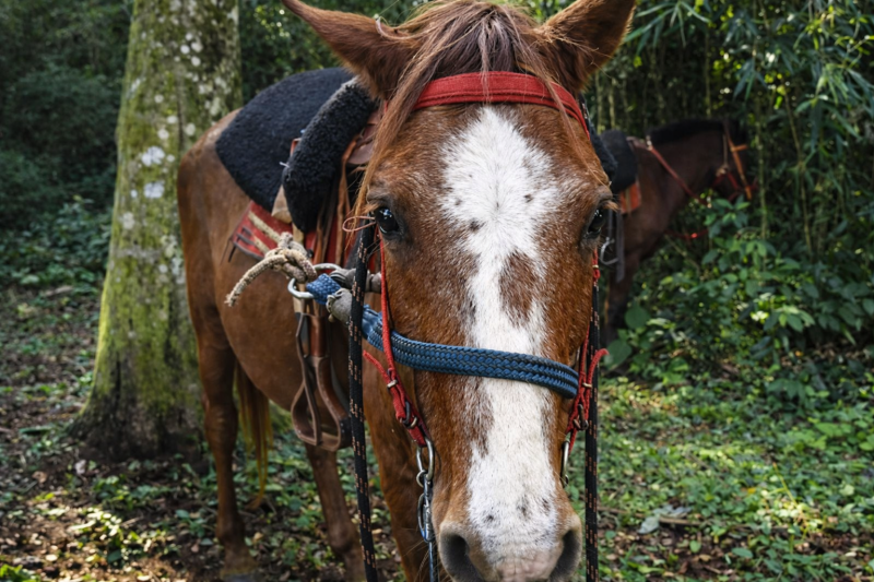Explore the Jungle on Horseback: A Magical Horseback Riding in Iguazú