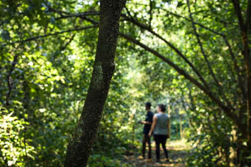 Explore the Jungle on Horseback: A Magical Horseback Riding in Iguazú