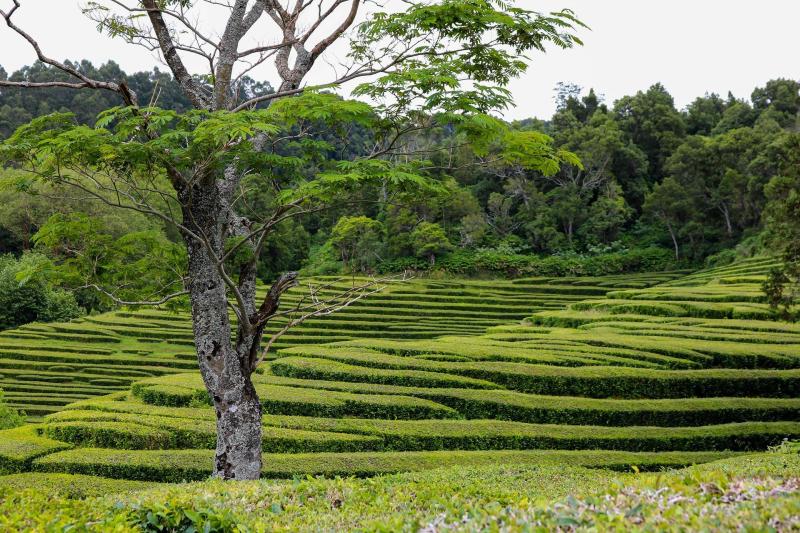 São Miguel, Azores: Furnas Volcano Route Full Day Tour