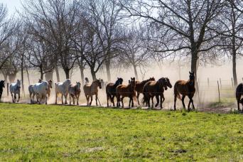 From Buenos Aires: Gaucho Day at El Ombú with Traditional Asado