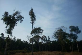 Private Kirirom National Park Tour from Phnom Penh