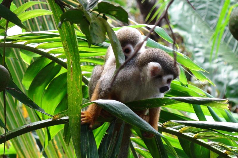 Monkey experience