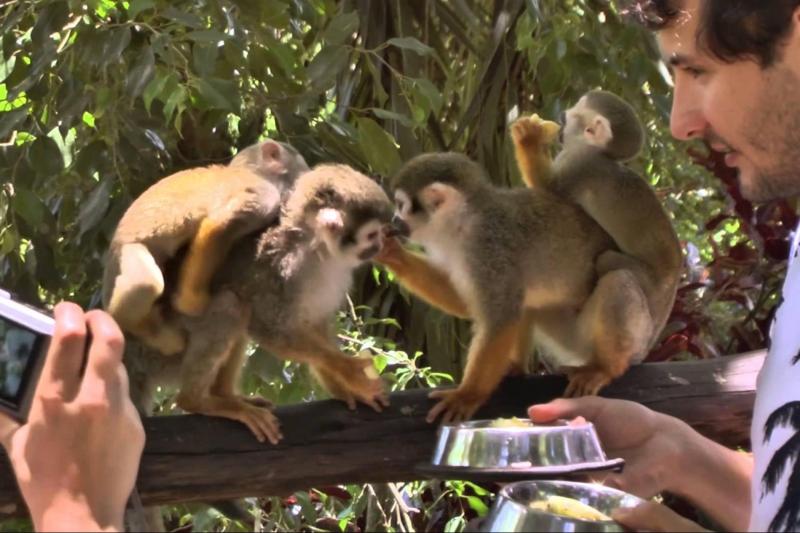 feed the monkeys