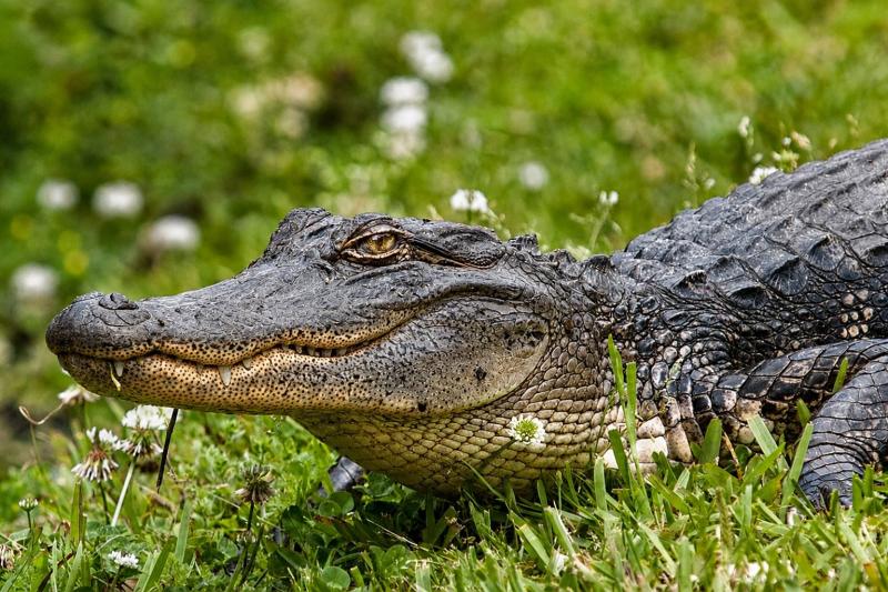 From New Orleans: Swamp and Bayou Alligator Tour