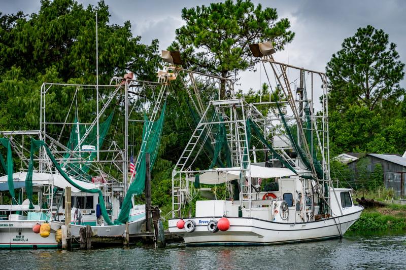 From New Orleans: Swamp and Bayou Alligator Tour