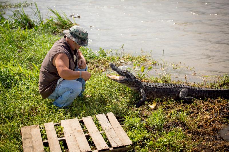 From New Orleans: Swamp and Bayou Alligator Tour