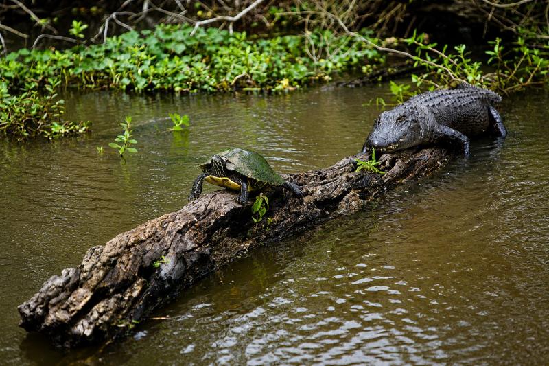 From New Orleans: Swamp and Bayou Alligator Tour