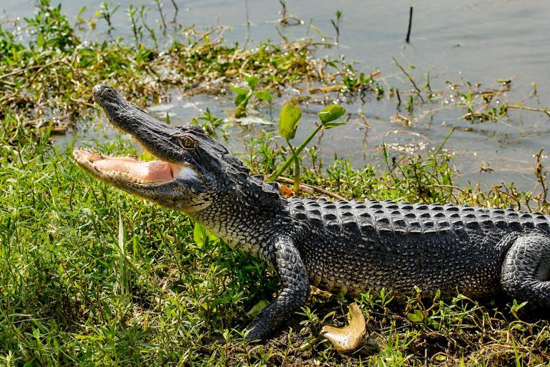 From New Orleans: Small Airboat Swamp Adventure Tour
