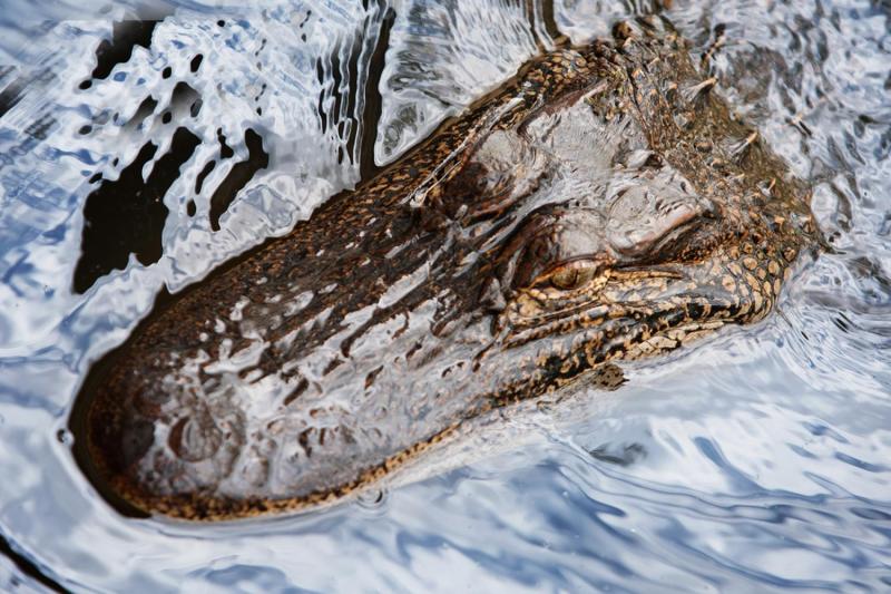 From New Orleans: Small Airboat Swamp Adventure Tour