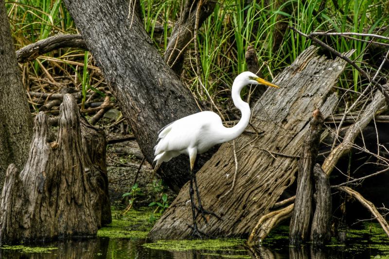 From New Orleans: Small Airboat Swamp Adventure Tour