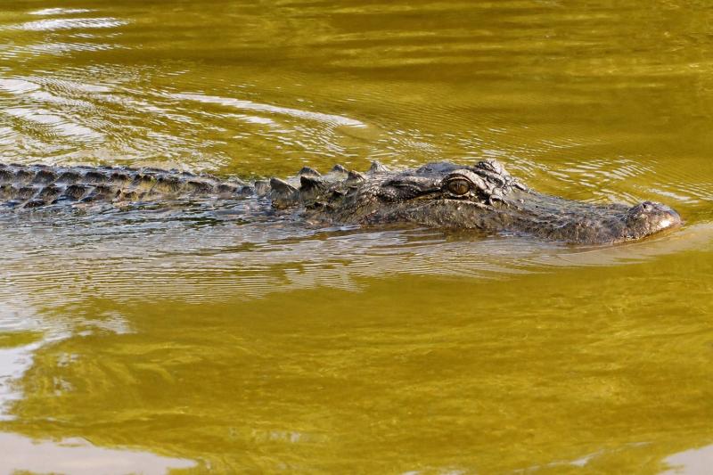 From New Orleans: Small Airboat Swamp Adventure Tour