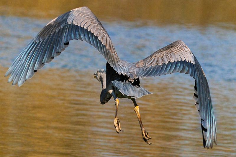 From New Orleans: Large Airboat Swamp Adventure Tour