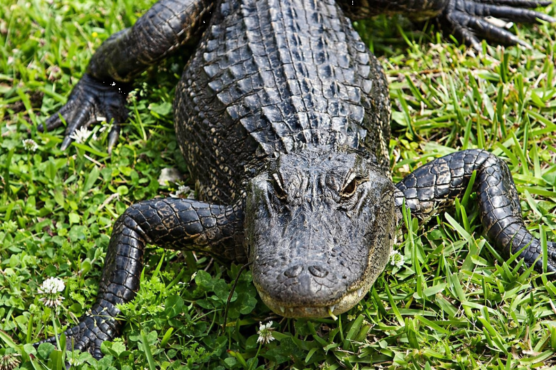 From New Orleans: Large Airboat Swamp Adventure Tour