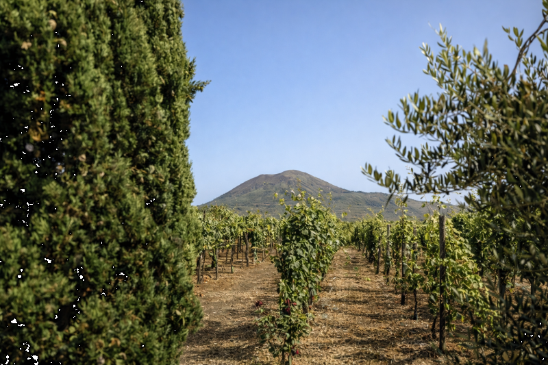 From Sorrento: Private Tour of Pompeii with Wine Tasting & Lunch Full Day