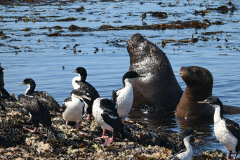 Navigation through the Beagle Channel, Los Lobos Island and the Bridges Islands