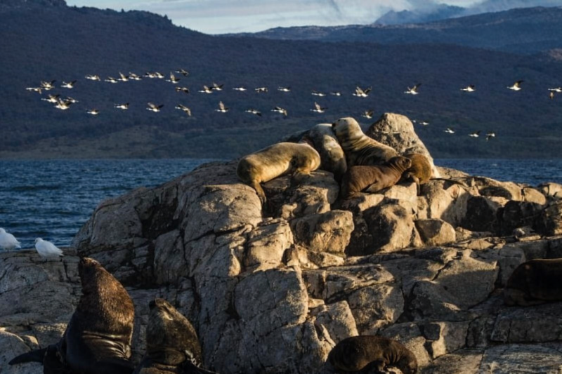 Navigation through the Beagle Channel, Los Lobos Island and the Bridges Islands