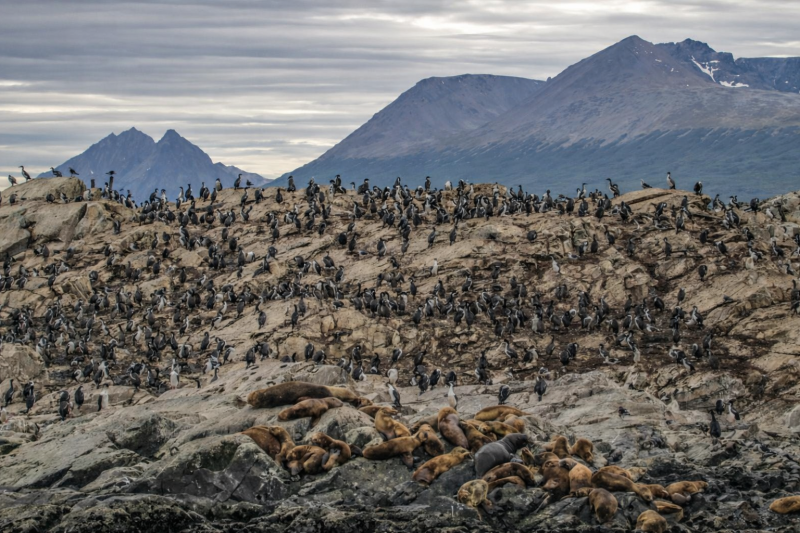 Navigation through the Beagle Channel, Los Lobos Island and the Bridges Islands