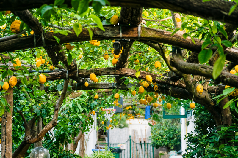 Culinary and Cultural Journey: Sorrento Coastline Exploration & Relax in 7 days