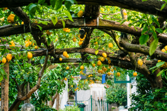 Culinary and Cultural Journey: Sorrento Coastline Exploration & Relax in 7 days
