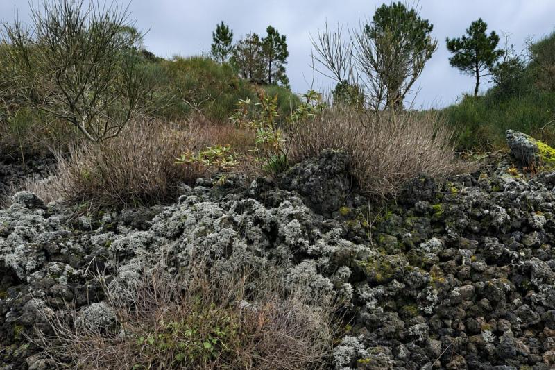 From Sorrento: A Journey Through Ruins & Untouched Nature in Vesuvius National Park Full Day