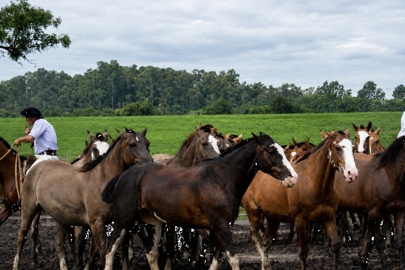Day Ranch and Fiesta Gaucha in Santa Susana Ranch