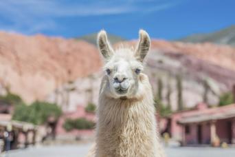 Llama Trekking from Purmamarca