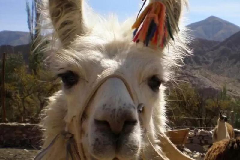 Llama Trekking from Purmamarca