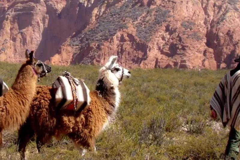 Llama Trekking from Purmamarca