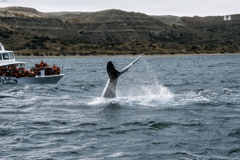 Puerto Madryn: Full Day Peninsula Valdes with Whale Watching in Port Piramides