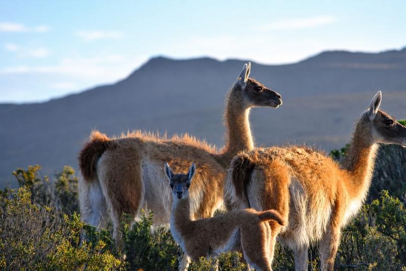 Puerto Madryn: Full Day Peninsula Valdes with Whale Watching in Port Piramides