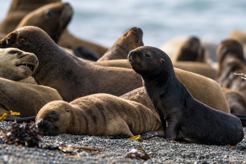 Puerto Madryn: Full Day Peninsula Valdes with Whale Watching in Port Piramides
