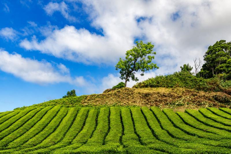 São Miguel: Hop On Hop Off- Explorer Pack-48h