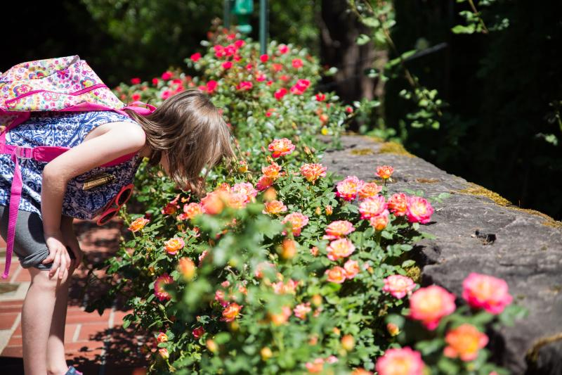 From Portland, Oregon: Gorge Explorer Multnomah Falls & Rose Garden