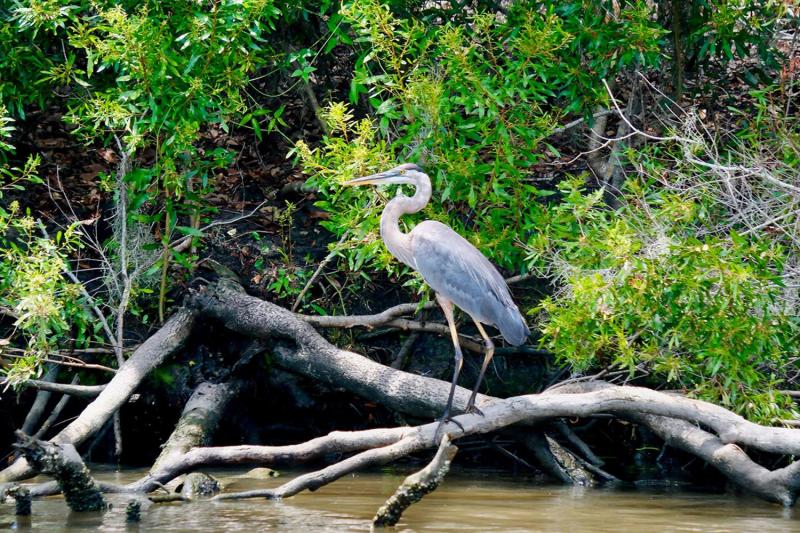 From New Orleans: Swamp Boat Cruise and Whitney Plantation Tour