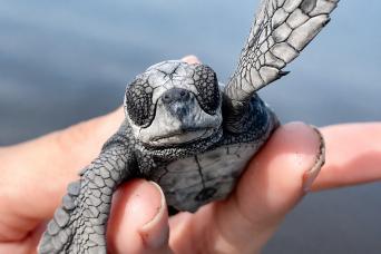 Dawn of Life on the Salvadoran Coast: Sea Turtle Release Experience