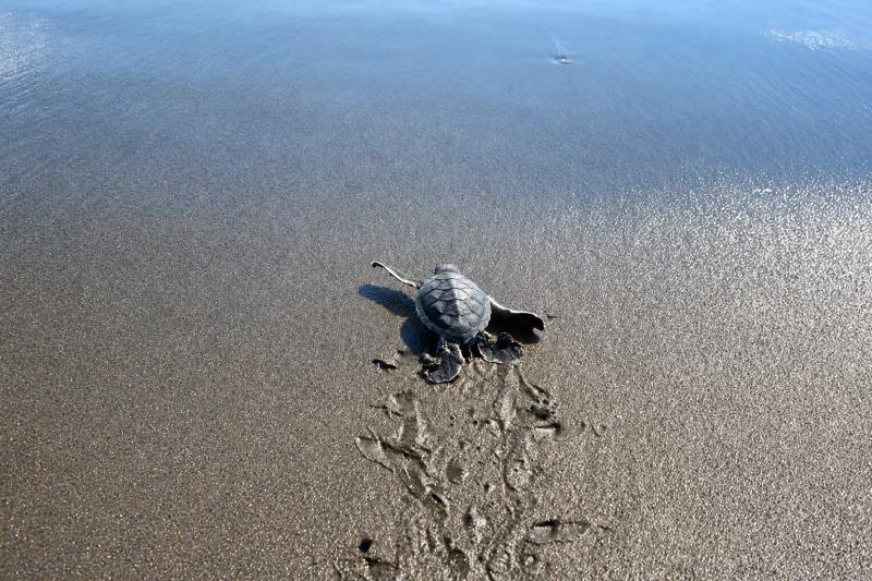 Dawn of Life on the Salvadoran Coast: Sea Turtle Release Experience