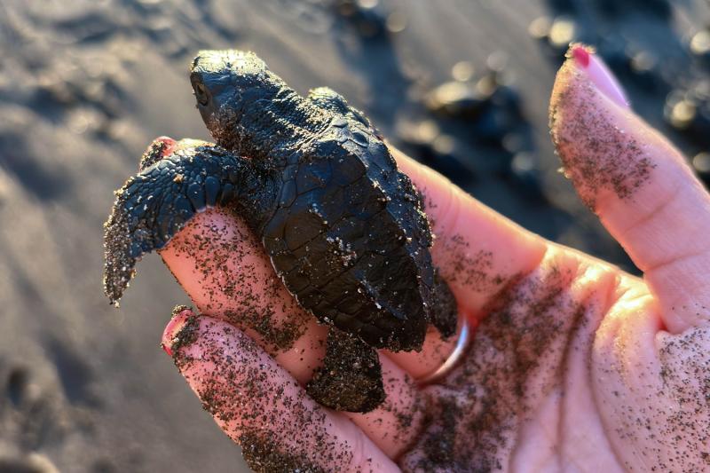 Dawn of Life on the Salvadoran Coast: Sea Turtle Release Experience