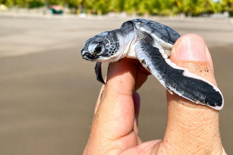 Dawn of Life on the Salvadoran Coast: Sea Turtle Release Experience