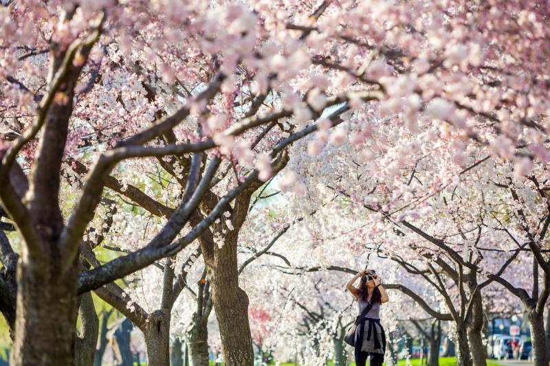 Washington DC: Cherry Blossom Tour + Seasonal Boat Cruise