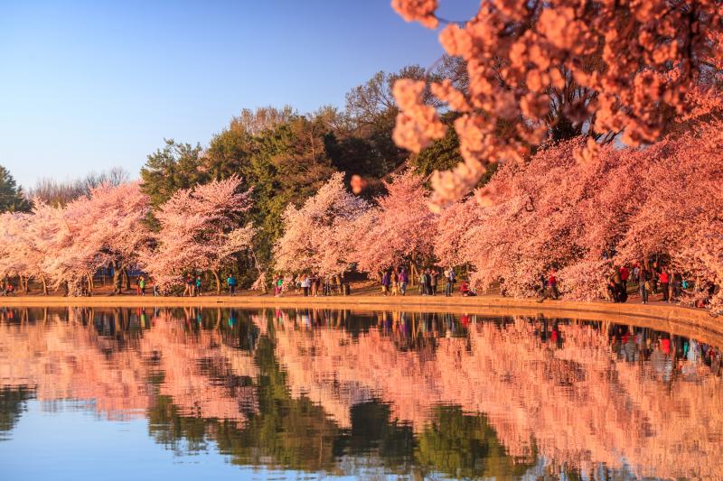 Washington DC: Cherry Blossom Tour + Seasonal Boat Cruise