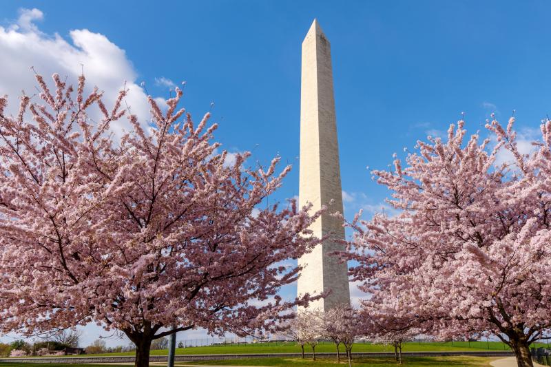 Washington DC: Cherry Blossom Tour + Seasonal Boat Cruise